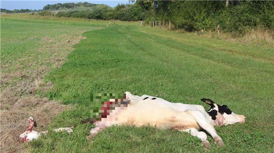 Auf der Weide direkt am Bäderring in Cuxhaven wurde dieses junge Rind gerissen. Offensichtlich war es ein Wolf.