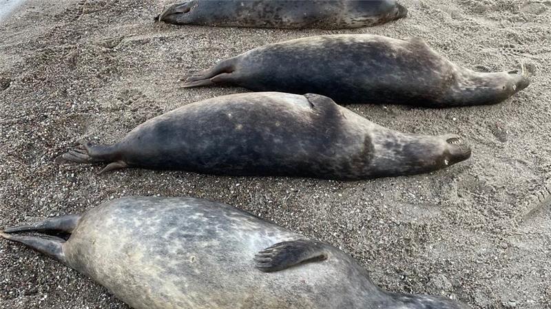 Kegelrobben vor Rügens Küste möglicherweise ertrunken Auf diesem vom Biosphärenreservatsamt Südost-Rügen zur Verfügung gestellten Bild sind tot aufgefundene Robben an der Ostküste der Halbinsel Mönchgut auf Rügen zu sehen.