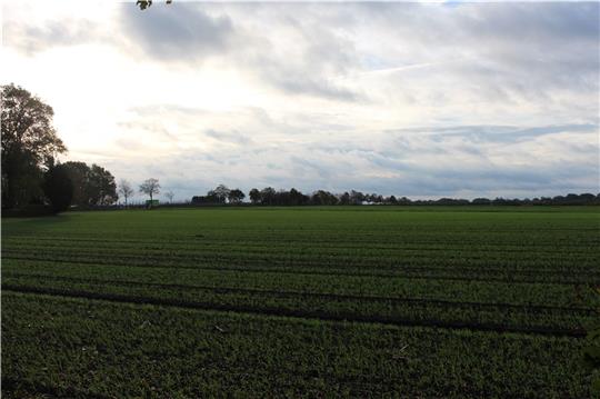Auf dieser Fläche südlich der Heimbrucher Straße in Daensen soll gebaut werden. Archivfoto: Frank