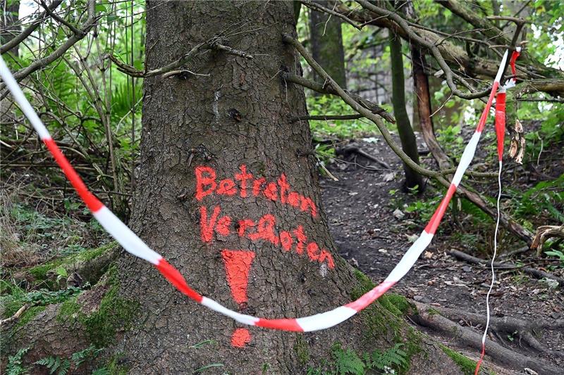 Wie Schilf-Pflanzen Kriegsaltlasten im Harz beseitigen Auf einem Baum vor der ehemalige Sprengstoff-Fabrik "Tanne" steht in roter Schrift "Betreten verboten!". Foto: Swen Pförtner/dpa
