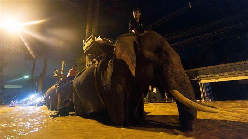 Fluten in Thailand: Mönch bringt Hilfsgüter mit Elefanten Auf einem Elefanten bringt ein Mönch in Thailand Hilfsgüter (Foto aktuell).
