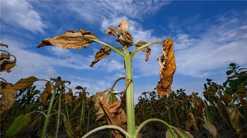 Auf einem Feld im südlichen Brandenburg zeigen Sonnenblumen deutliche Trockenschäden – ein sichtbares Zeichen der anhaltenden Dürre.