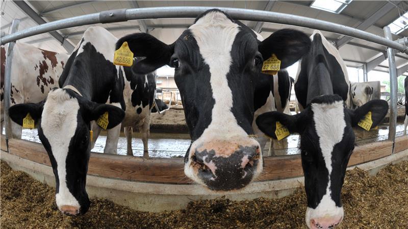 Kühe vernachlässigt: Landwirt aus dem Kreis Cuxhaven zu Bewährungsstrafe verurteilt Mehrere Rinder in einem Stall. Symbolbild zu einem Artikel über ein Urteil wegen Verstoß gegen Tierschutzgesetz.