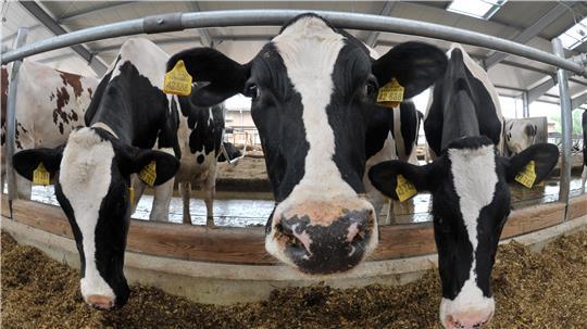Mehrere Rinder in einem Stall. Symbolbild zu einem Artikel über ein Urteil wegen Verstoß gegen Tierschutzgesetz.