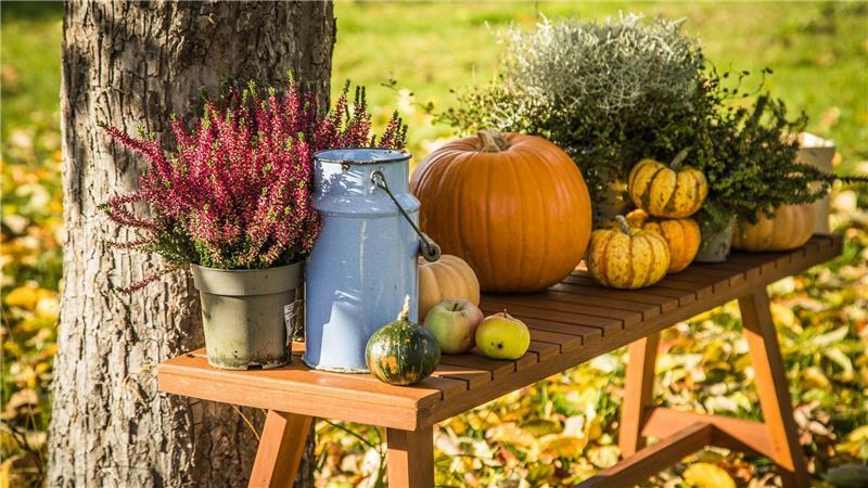 So einfach gelingt eine Herbst-Deko mit Kürbissen Auf einer Bank: Kürbisse eignen sich als herbstliche Dekoration für Ihr Zuhause.