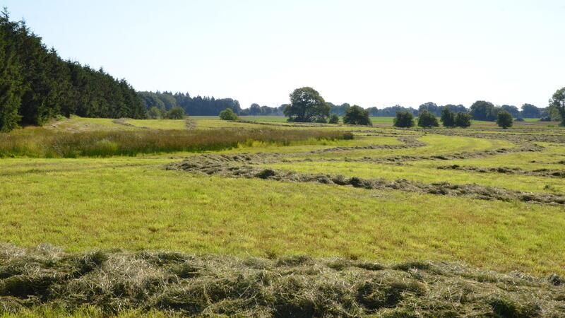 Blick auf eine Grünlandfläche nahe Behrste, wo ein Landwirt am Montagnachmittag eine Kinderleiche entdeckte.