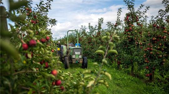 Auf einer Obstplantage im Alten Land werden Äpfel geerntet.
