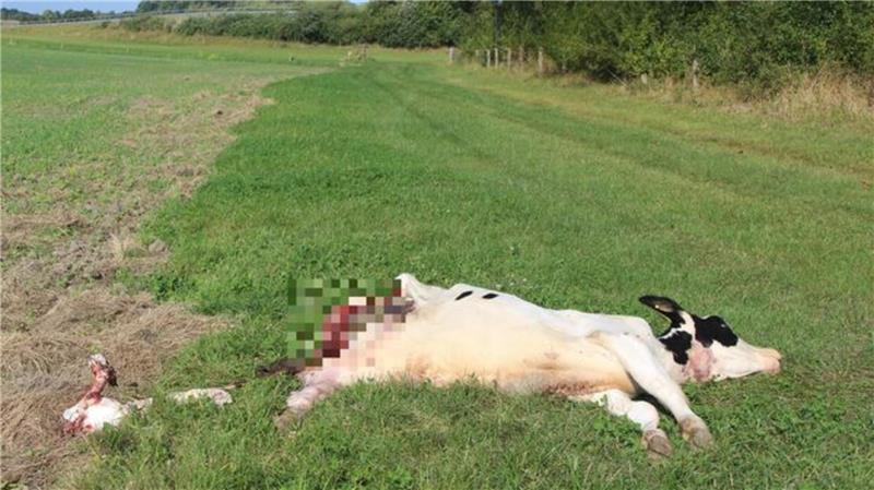Abschussgenehmigung: Wo der Wolf geschossen werden darf - und wie lange Auf einer Weide am Bäderring in Cuxhaven wurde Mitte September ein junges Rind gerissen. Nun hat es auch ein Rind in der Samtgemeinde Land Hadeln erwischt.