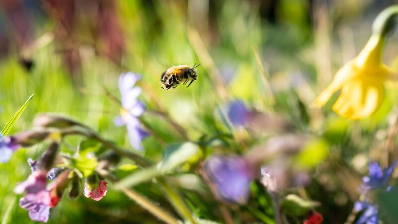 Mehr Wildnis wagen: Privatgärten können Naturparadies werden Auf einer natürlichen Blumenwiese von der Fläche eines Basketballfelds können etwa 60.000 Insekten leben.