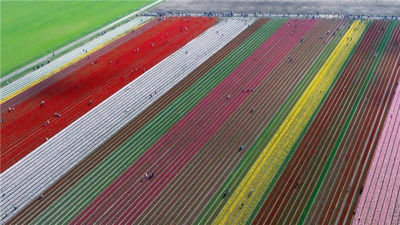 Farbenmeer im Norden: Millionen Tulpen locken Tausende Gäste Auf etwa 40 Hektar erstreckt sich das Blütenmeer in Vordorf.