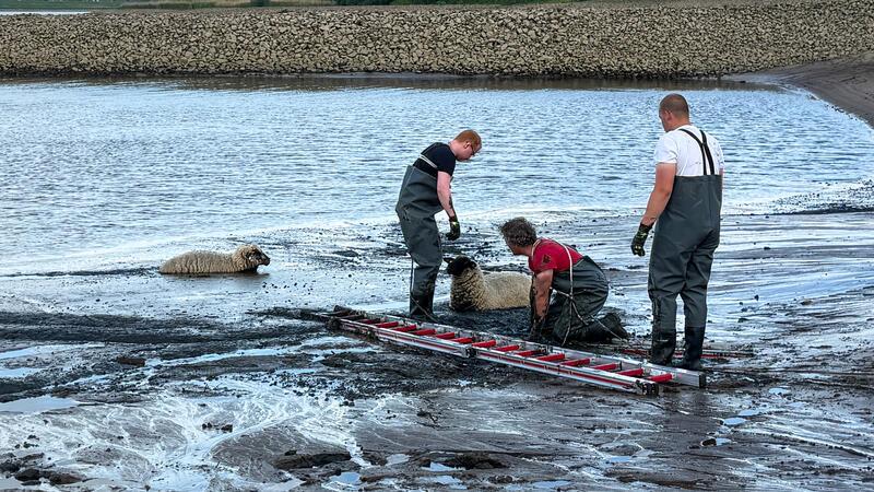 Feuerwehrleute retten mehrere Schafe vor dem Ertrinken in der Elbe Auf flach hingelegten Leitern gelangten die Feuerwehrleute zu den im Schlick eingesunkenen Schafen. Die Zeit drängte, denn die Flut setzte ein.