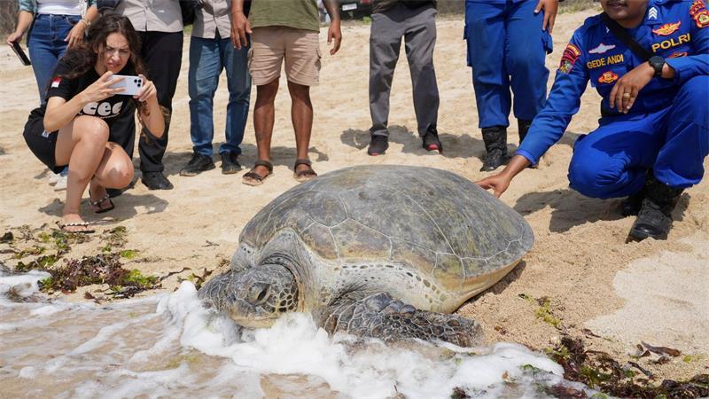Auf ins rettende Wasser: Polizisten und Aktivisten lassen grüne Meeresschildkröten wieder ins Meer zurück, nachdem sie am Serangan-Strand auf der Insel Bali in Indonesien auf einem leeren Boot gefunden wurden, das offenbar von Wilderern zurückgelassen worden war, die vor einer Polizeirazzia geflohen waren.