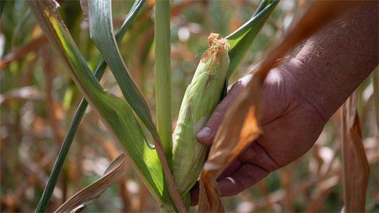 Auf manchen Bauernhöfen wird wegen der anhaltenden Trockenheit das Futter knapp. (Symbolbild)