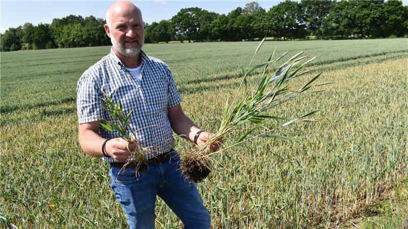 Landwirt Thorsten Gerken: „Regen ist drei Wochen zu spät gekommen“ Auf trockenen Böden macht sich der Wassermangel lokal besonders bemerkbar. Die Pflanzen sind im Wachstum gebremst, wie Landwirt Thorsten Gerken am Beispiel des Weizens zeigt.