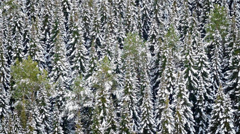 Auf vielen Bäumen in Niedersachsen und Bremen liegt Schnee.