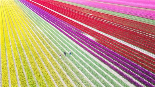 Auf vier Feldern mit insgesamt 40 Hektar Fläche blühen derzeit rund 40 Millionen Tulpen in kräftigen Farben.