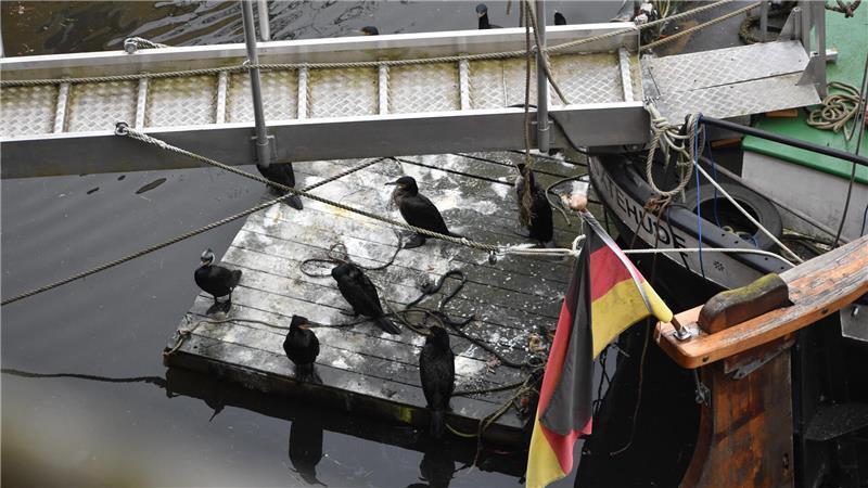 Auffällig viele Kormorane halten sich zurzeit im alten Hafen in Buxtehude auf: Auf einem Floß im Fleth am Ewer Margareta haben sich die Vögel niedergelassen.