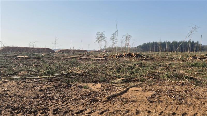 Aufgestapelte Baumstämme markieren derzeit den Rand des Deichbrand-Geländes – genau dort, wo im Sommer normalerweise Fans vom Greencamp ins Infield strömen.