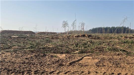 Aufgestapelte Baumstämme markieren derzeit den Rand des Deichbrand-Geländes – genau dort, wo im Sommer normalerweise Fans vom Greencamp ins Infield strömen.