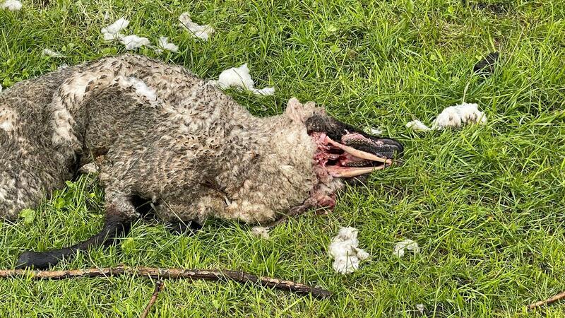 Neue Risse im Alten Land: Wolf tötet wieder Schafe auf Hahnöfersand Aufgrund der Spuren ist von einem Wolfsriss auszugehen.