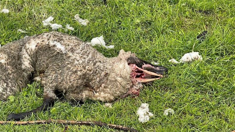 Wolfsabschuss: Stader Landrat schickt Brandbrief an Ministerin Aufgrund der Spuren war auf Hahnöfersand von einem Wolfsriss auszugehen.