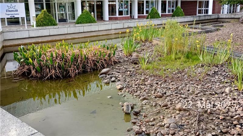 Rettungsaktion am Stadeum: Stader Angler bewahren Fische vor dem Hitzetod Aufgrund des niedrigen Wasserstands und der hohen Wassertemperatur in den Teichen am Stadeum griffen Mitglieder des Anglervereins Stade ein und retteten zahlreiche Fische vor dem Erstickungstod.