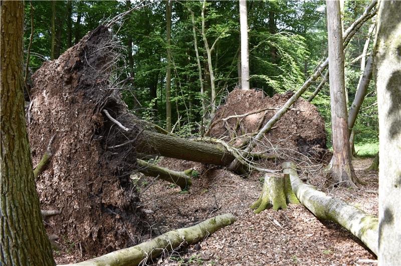 Aufgrund von Trockenheit und Pilzbefall sterben auch die Eschen im Beverner Wald ab.