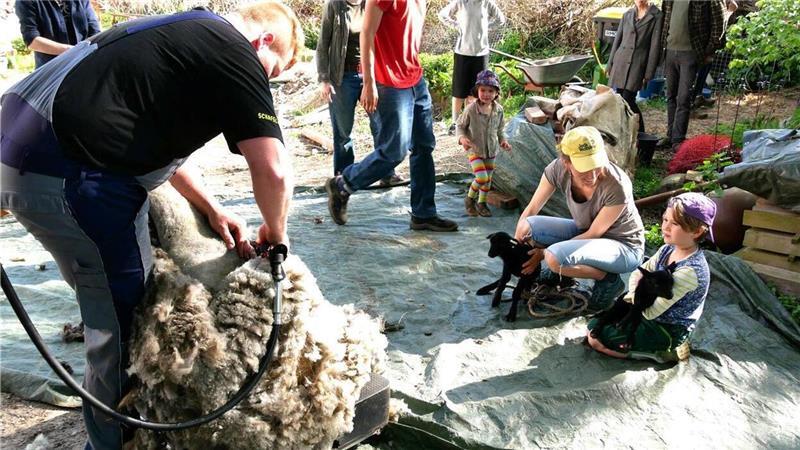 Aufmerksam wird die Arbeit des Schafscheres von den Nachbarskindern verfolgt.