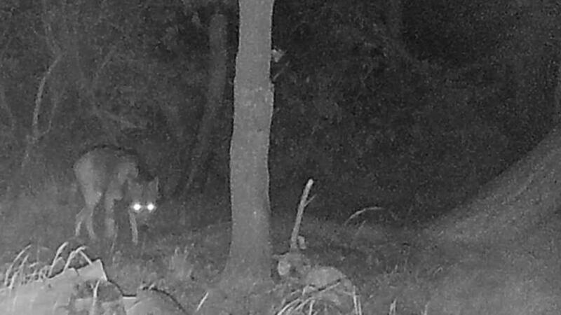 Aufnahme aus einer Tierwildkamera, die nach Auskunft der Jagdpächter aus Berensch-Arensch in Cuxhaven-Arensch, an der Straße am Ortsrand und dem Wernerwald entstanden ist.