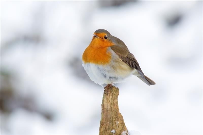 Aufplustern gegen die Kälte: ein Rotkehlchen . Foto: Schaffhäuser