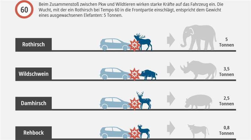 Wildunfälle im Herbst: Diese 6 Dinge sollten Autofahrer wissen Aufprallgeschwindigkeit von Wildtieren