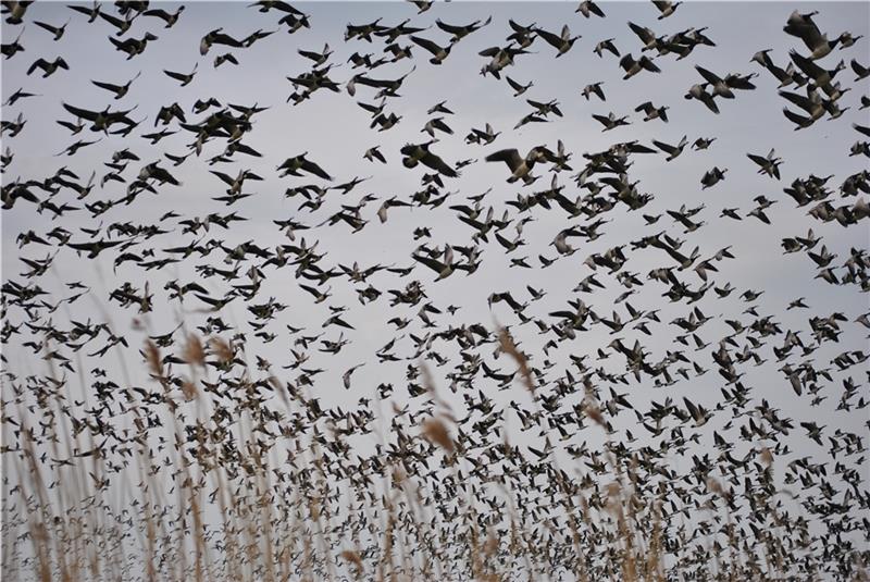 Aufsteigende Gänse im Baljer Außendeich. Foto: Helfferich