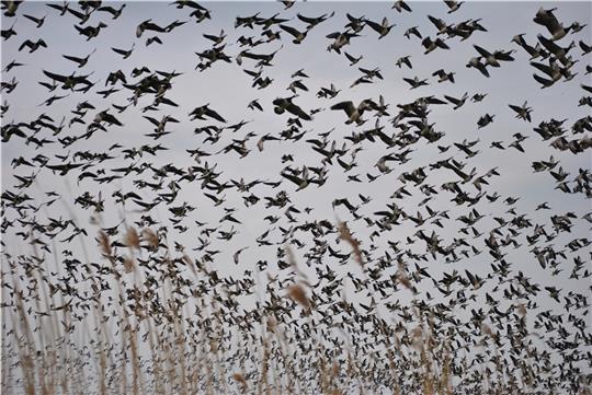 Aufsteigende Gänse im Baljer Außendeich. Foto: Helfferich