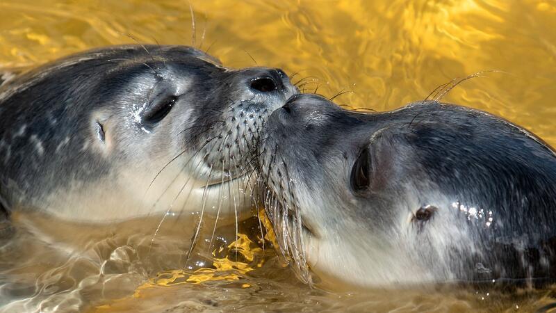 Aufwachsen und fit für die Wildnis werden: In den Seehundstationen des Wattenmeers werden Jungtiere ohne Mutter und verletzte Tiere aufgepäppelt. (Archivbild)