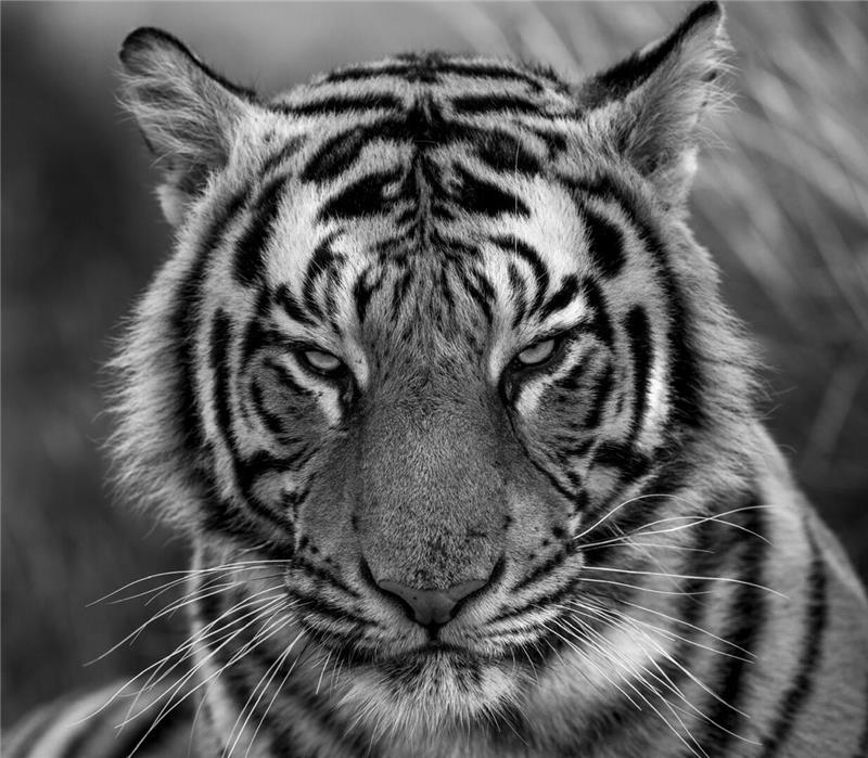 Von Apensen nach Afrika: Olli Elf auf Foto-Safari mit brenzligen Momenten Auge in Auge mit dem Tiger - Nervenkitzel und Herausforderung für den Fotografen aus Apensen.