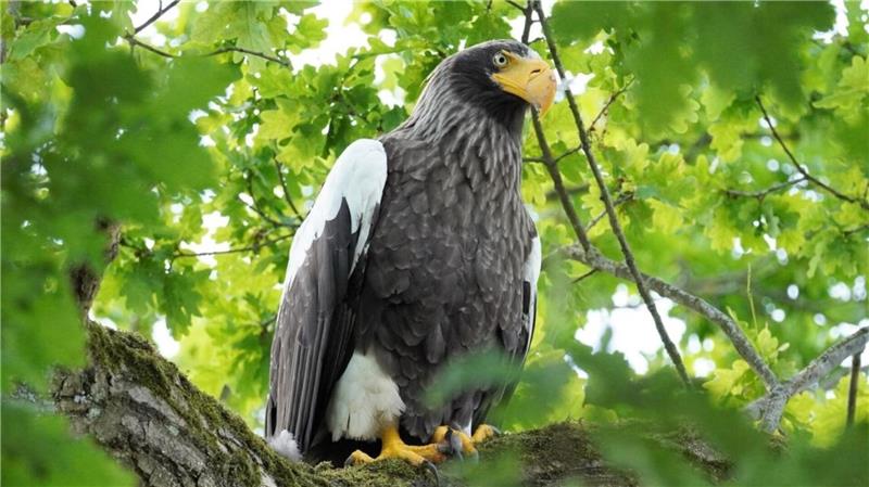 Aus Belgien war das Riesenseeadler-Weibchen ins Cuxland geflüchtet. Foto: Ursel Richelshagen/Nabu