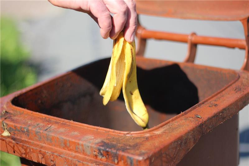 Aus Erde ist sie gewachsen, zu Erde soll sie durch Kompostierung wieder werden: Unsere Bananenschale, hier beim Abwurf in die Biotonne am Beginn ihres Wegs. Fotos: Richter