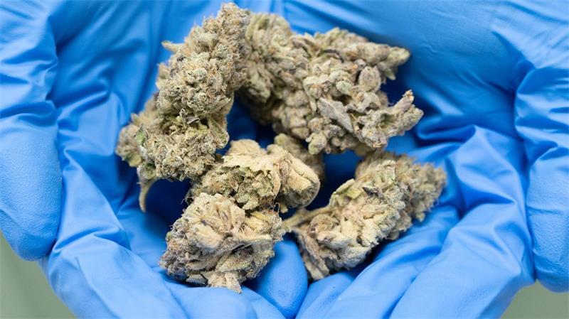 Cannabis-Wirkstoff hilft traumatisierten Menschen Aus Hanfblüten kann das verschreibungspflichtige Medikament Dronabinol gewonnen werden.