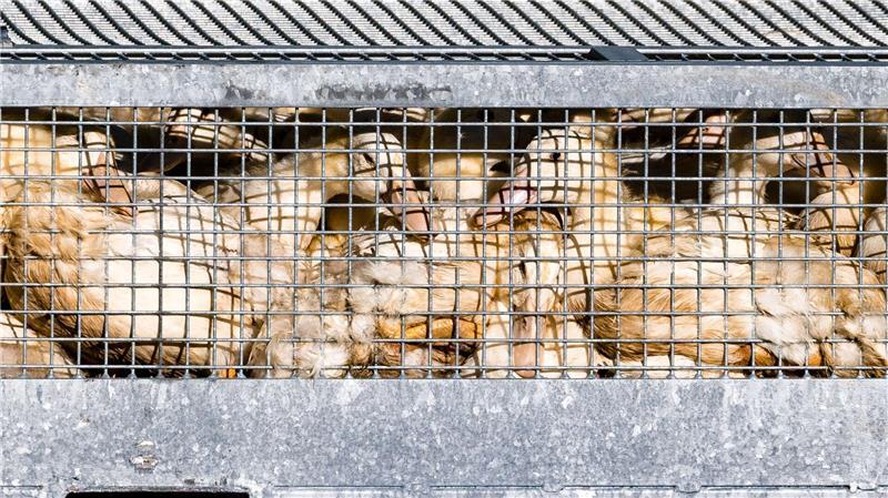 Vogelgrippe: Stallpflicht auch im Landkreis Cloppenburg Aus Sorge vor der Vogelgrippe soll Geflügel vor dem Kontakt mit Wildvögeln geschützt werden.