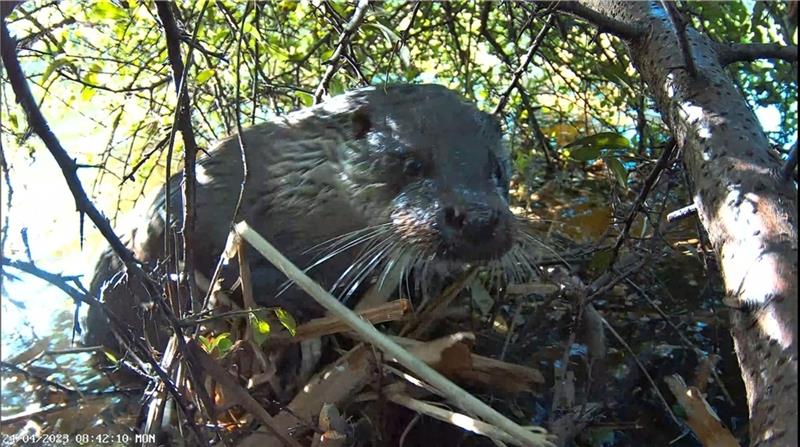 Aus Teichhuhn-Perspektive furchterregend: Der Fischotter in Aktion an der Este in Buxtehude, eingefangen von Pascal Leskau mit seiner Live-Cam.