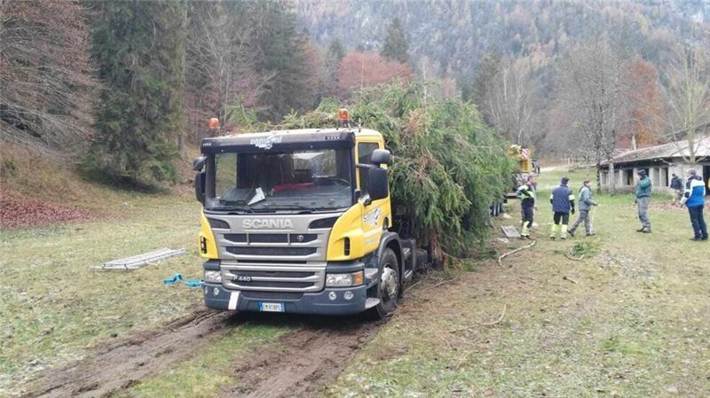 Alle Jahre wieder: Öko-Streit um Papst-Weihnachtsbaum Aus dem Trentino ging es für die Rotfichte nach Rom. (Archivbild)