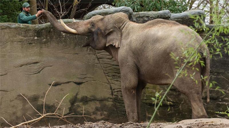 Aus den Niederlanden nach Hamburg: Diese Reise hat Elefantenbulle Maurice hinter sich gebracht und lebt nun im Tierpark Hagenbeck. 
