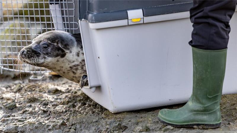 Aus den Transportboxen kamen die vier Kegelrobben nur sehr zögerlich heraus.