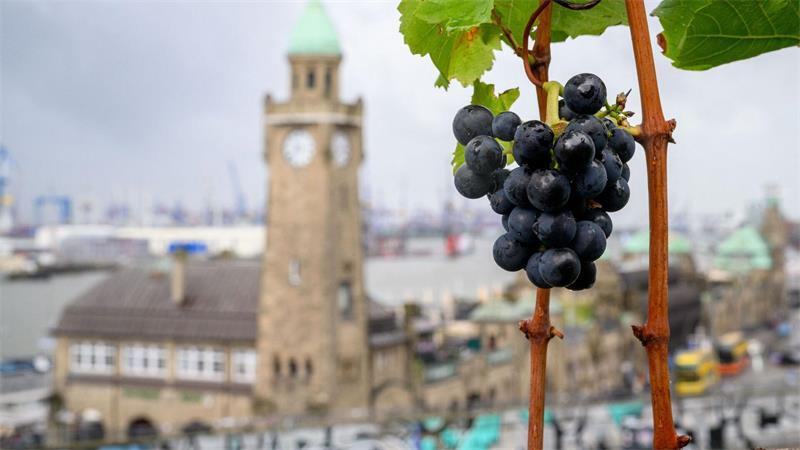Rotweinlese am Hamburger Hafen - „knappe Nummer“ Aus den Trauben soll Rotwein produziert werden.