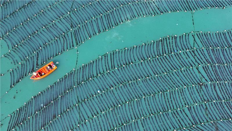 Aus der Luft: Arbeiter hegen Seetang auf Meeresfarm in Chinas Provinz Shandong