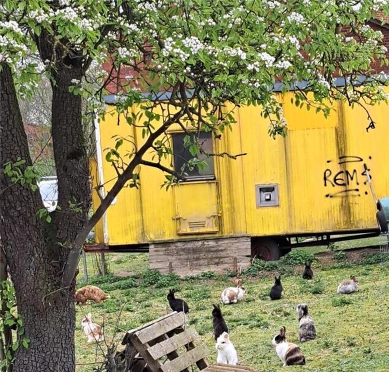 Aus diesem Quarantäne-Bauwagen wurden die fünf kranken Kaninchen gestohlen. Nur ein Nager blieb zurück: Zwergkaninchen Zorro.