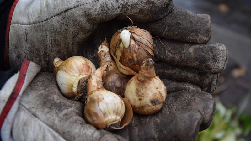 Aus diesen Blumenzwiebeln werden im Frühjahr Narzissen hervorgehen.