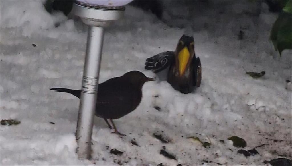Aus seinem Garten berichtet Michael Linowitzki: "Metallener Kakadu trifft echte ...