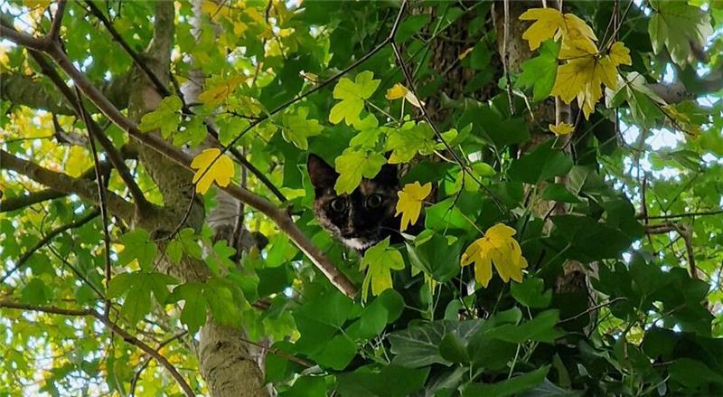 Aus vier Metern Höhe rettet die Stader Feuerwehr eine Katze.