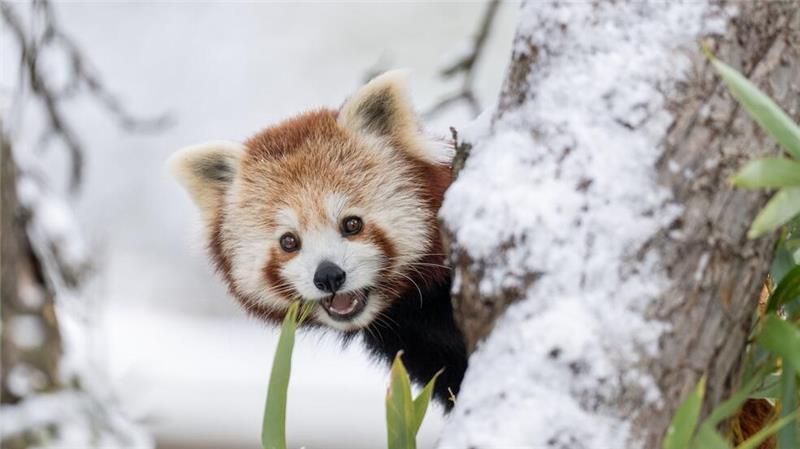 Ausgebüxt und wieder eingefangen: Panda-Zwillinge nutzten den Schnee in der Schweiz für ein Abenteuer.  